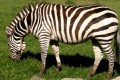 Greater-Vancouver-Zoo