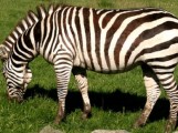 Greater-Vancouver-Zoo Greater-Vancouver-Zoo