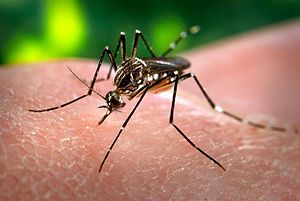 Mosquitos contaminados con bacteria especial pondrán fin a epidemias del dengue