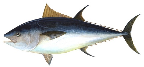 Japón exige mayor control sobre la pesca del atún rojo