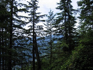 Escalando la Montaña Grouse – Grouse Grind